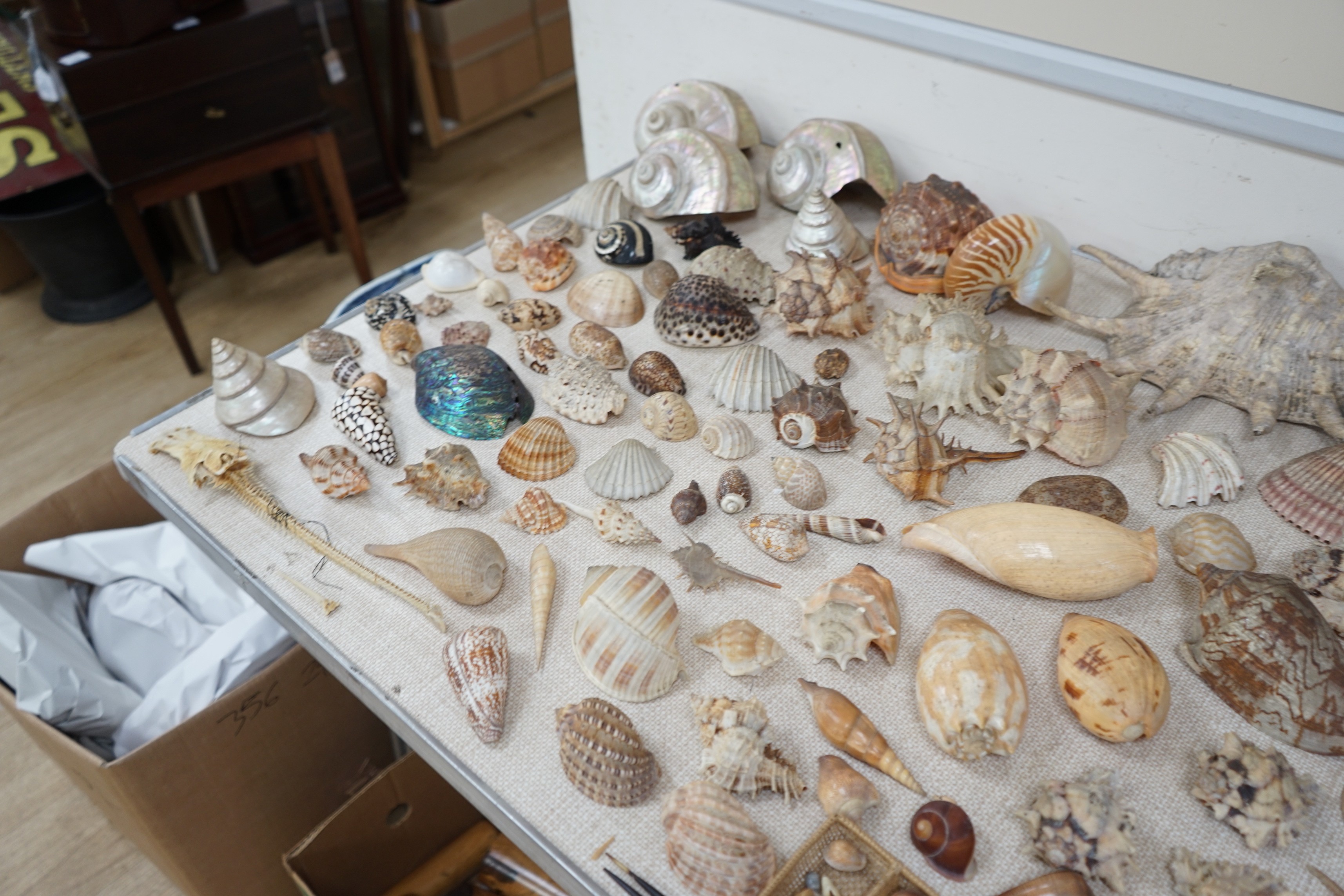 An interesting collection of 19th century and later sea shells of various species, some specimens with inscribed labels